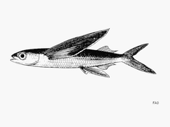 Fourwing Flyingfish photo 4