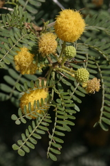 Vachellia karroo