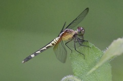 Erythrodiplax fervida