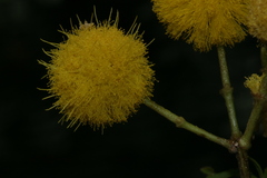 Vachellia karroo