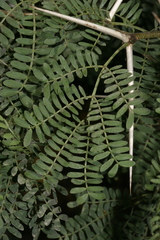 Vachellia karroo