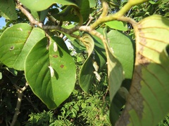 Annona senegalensis