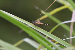 Erythrodiplax fervida