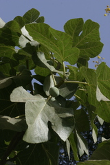Ficus carica carica