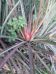 Bromelia karatas