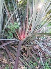 Bromelia karatas