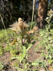 Cirsium centaureae