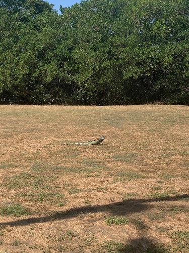 Iguana iguana image