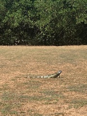 Iguana iguana image