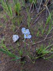 Sagittaria isoetiformis
