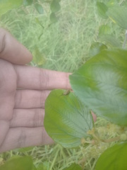 Enchenopa squamigera