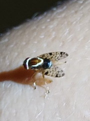 Scholastes bimaculatus