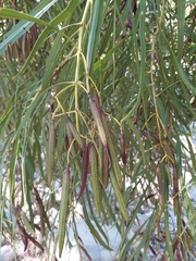 Astianthus viminalis