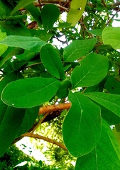 Annona macroprophyllata