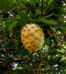 Annona macroprophyllata
