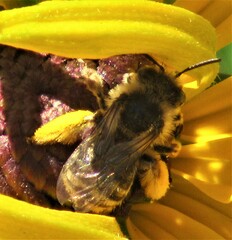 Melissodes microstictus