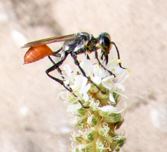 Prionyx thomae