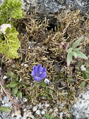 Campanula lasiocarpa