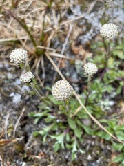 Antennaria monocephala