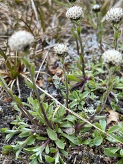 Antennaria monocephala