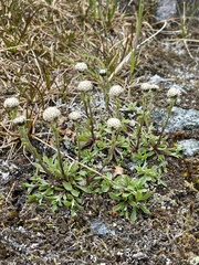 Antennaria monocephala