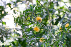 Stifftia chrysantha