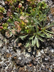 Antennaria friesiana