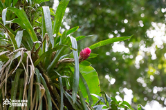 Quesnelia quesneliana