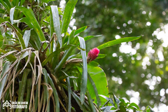 Quesnelia quesneliana