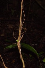 Phanocloidea muricata