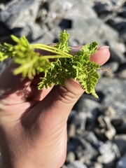 Cryptogramma acrostichoides