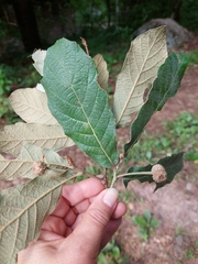 Quercus eduardii
