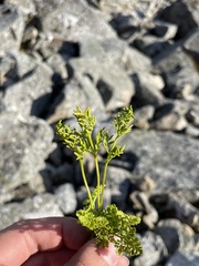 Cryptogramma acrostichoides