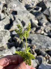 Cryptogramma acrostichoides