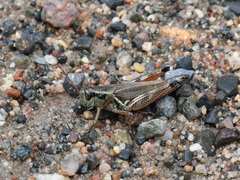 Melanoplus borealis