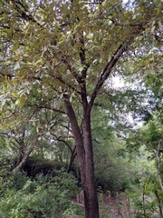 Quercus eduardii