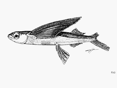 Whitespot Flyingfish photo 2