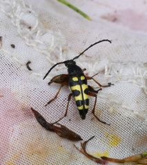 Typocerus sparsus