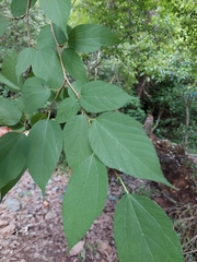 Morus celtidifolia