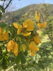 Senna skinneri