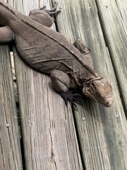 Cyclura nubila caymanensis