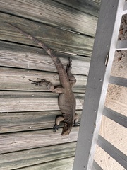 Cyclura nubila caymanensis