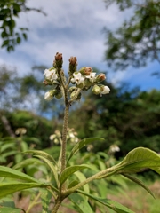 Solanum umbellatum