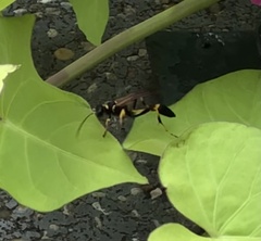 Sceliphron caementarium