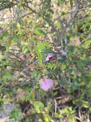 Mimosa tricephala