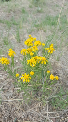 Hymenoxys richardsonii var. floribunda