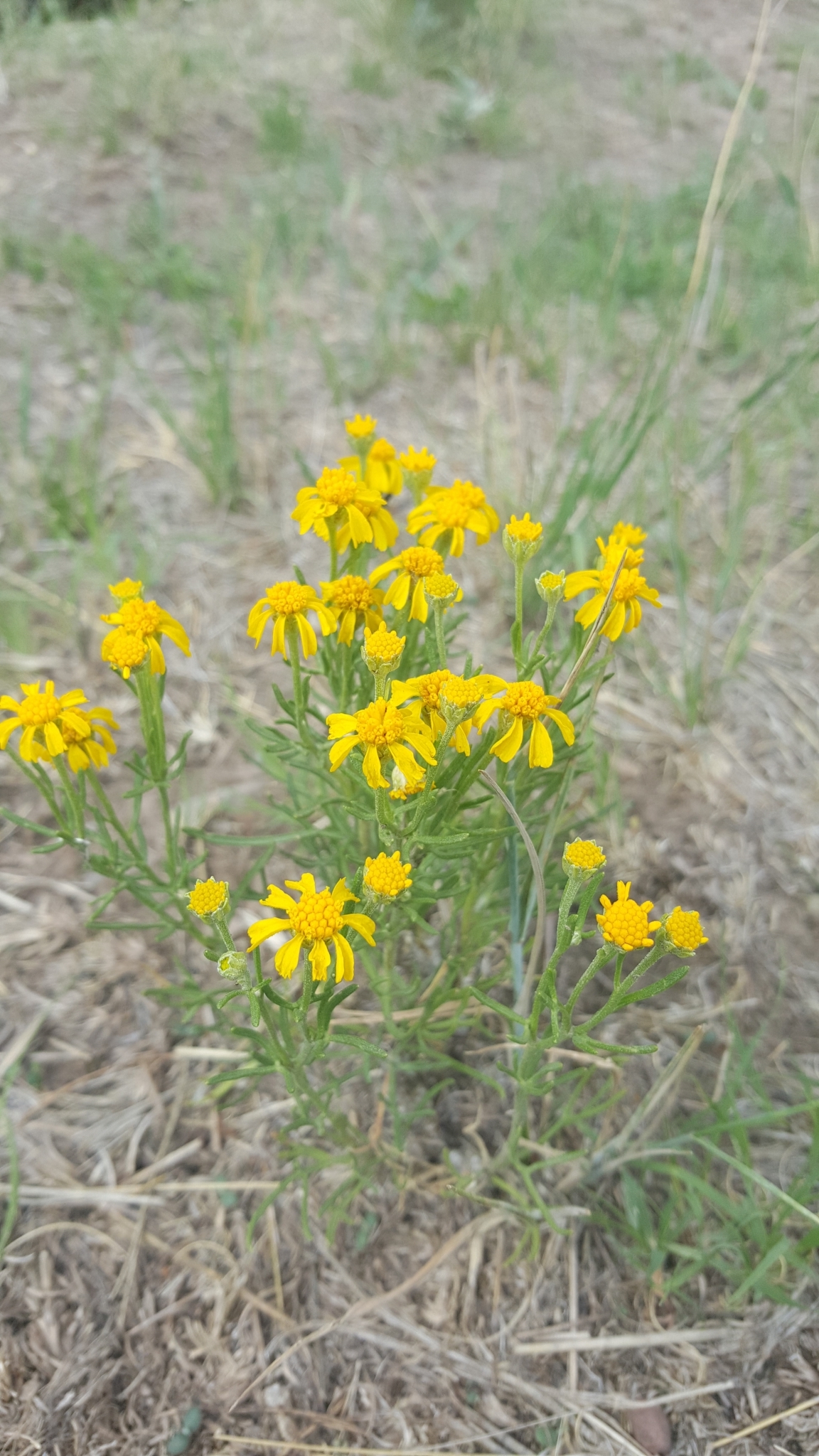 Hymenoxys richardsonii var. floribunda