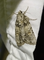 Acronicta increta