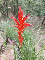 Pitcairnia