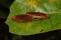 Ischnoptera